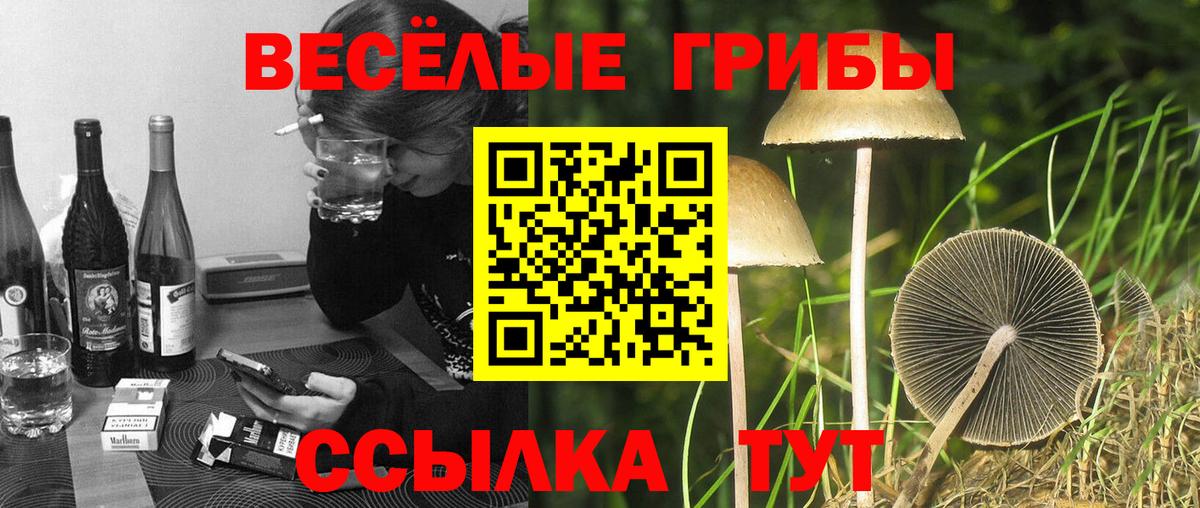 Галлюциногенные грибы Cubensis Курчалой